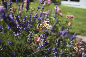 butterfly on the lavender