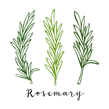 Hand drawn colo\\red rosemary in vector