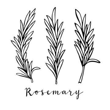 Hand drawn rosemary in vector