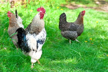 Hens and rooster