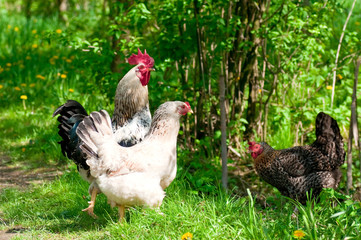 Hens and rooster