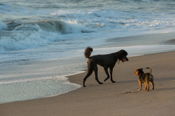 Beautiful black cocker spaniel playing with ball on sand beach.