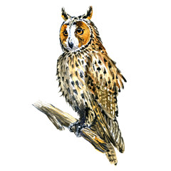 Naklejka premium Boho, Great Horned owl bird on branch isolated, watercolor illustration