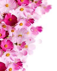 &nbsp;Floral background. Bright flowers on a light background