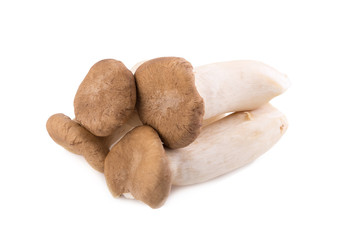 King Oyster mushroom (Eringi) on white backgroud