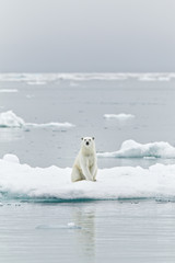 Obraz na płótnie Canvas Oso polar