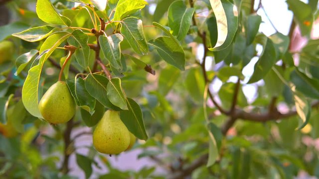 pear fruits hanging on a tree moving in the wind