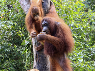 orangutan, 
