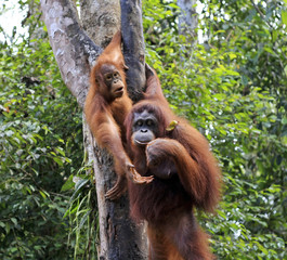orangutan, 