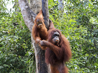 orangutan,  © charles taylor