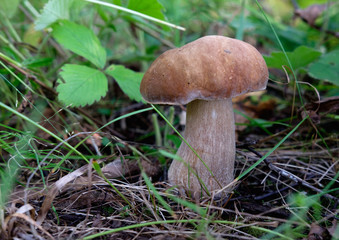 Гриб боровик в лесу 