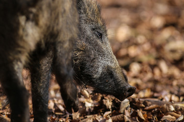 Wildschwein Überläufer