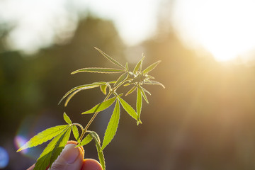 medical cannabis marijuana