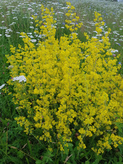 Labkraut; Galium; Verum; Echtes