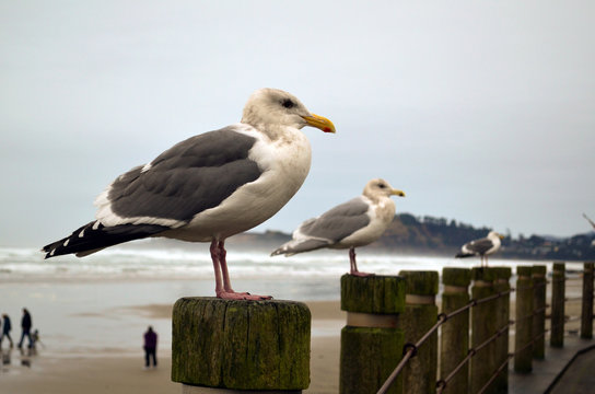 seagulls at Oregon Coast