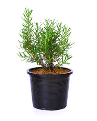Rosemary in a pot isolated on a white background