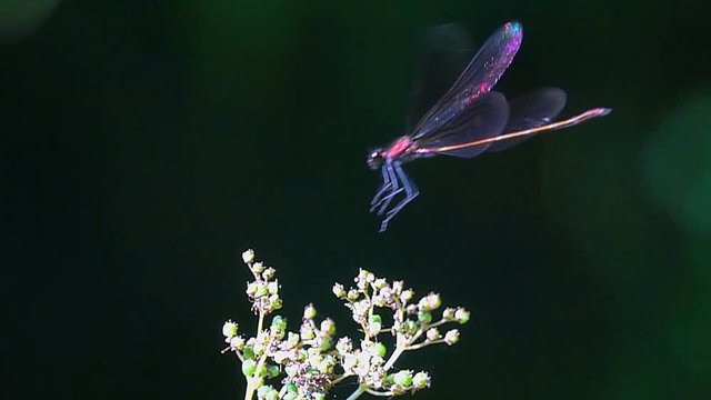 Libellule dragonfly