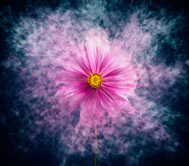 cosmea flower 