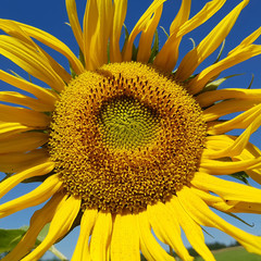 Sonnenblume; Helianthus; annuus