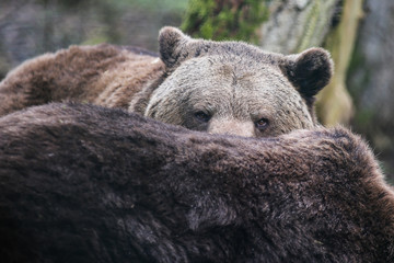 Naklejka premium Braunbär im Bärenwald Müritz