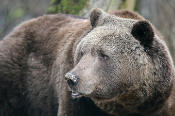Fototapeta premium Braunbär im Bärenwald Müritz