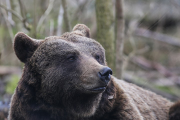 Plakat Braunbär im Bärenwald Müritz