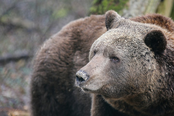 Braunbär im Bärenwald Müritz