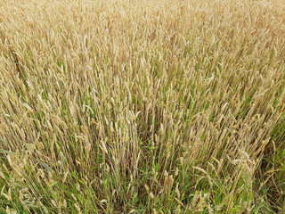 Weizenaehren, Weizenkoerner, Weizen, Triticum, aestivum