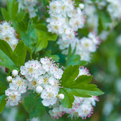 herbs hawthorn