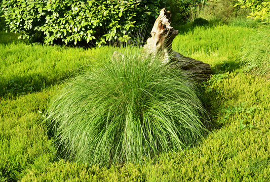 different green plants in a Garden