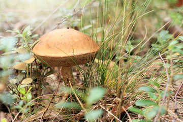Mushroom Day/ boletus growing in the grass in the summer in the forest 
