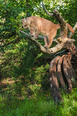 Adult Female Cougar (Puma concolor) Looks Down