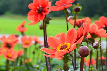 rote Blumen, Wiese, Bienen