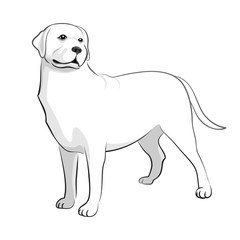 Labrador Black & White Vector Illustration