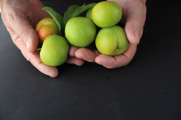 A man holding fresh green plums in both hands on a dark background.