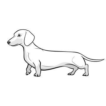 Dachshund Dog Black & White Vector Illustration