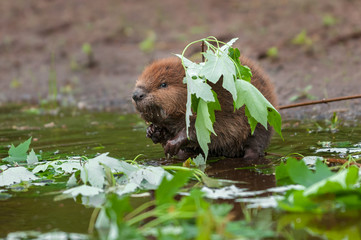 North American Beaver (Castor canadensis) Kit Stands Under Leaf