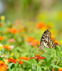 Fototapeta na wymiar Butterfly on orange flower in the garden with copy space.