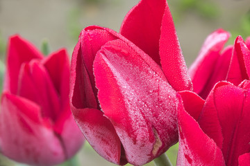 Three red tulips with morning dew water droplets from the cold