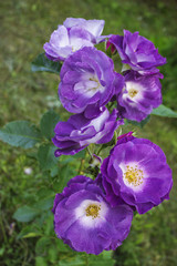 floribunda roses Blue for you