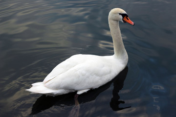 Swan 