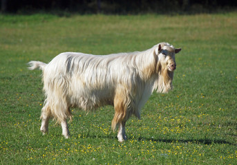 Obraz premium Domestic goat on green meadow 
