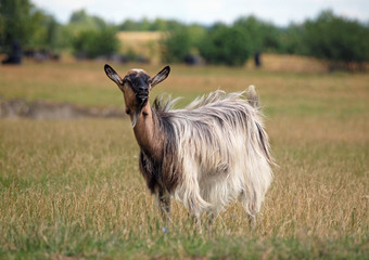  Domestic goat on summer meadow 
