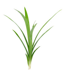 Pandanus Palm, Fragrant Pandan, Pandom wangi on white background