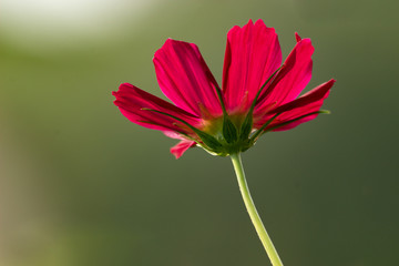 Cosmos bipinnatus na zielonym tle © nibeneth