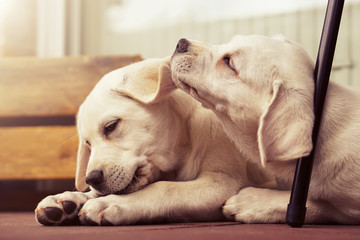 Hunde Geschwister pflegen sich gegenseitig