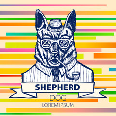 German Shepherd dressed up in suit, fashion dog