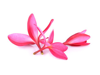 red frangipani (plumeria) flowers on white background
