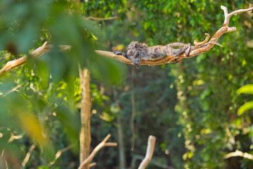 wet monkey lie on a branch in a sacred forest, Ubud, Bali, Indonesia