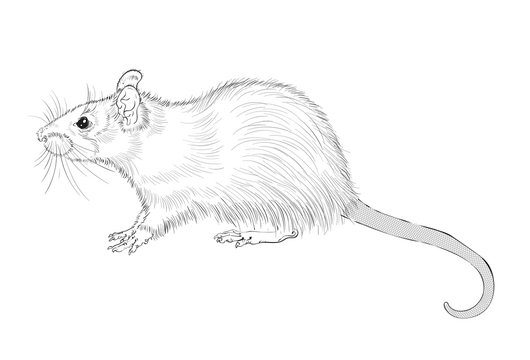 picture picture of rat ink